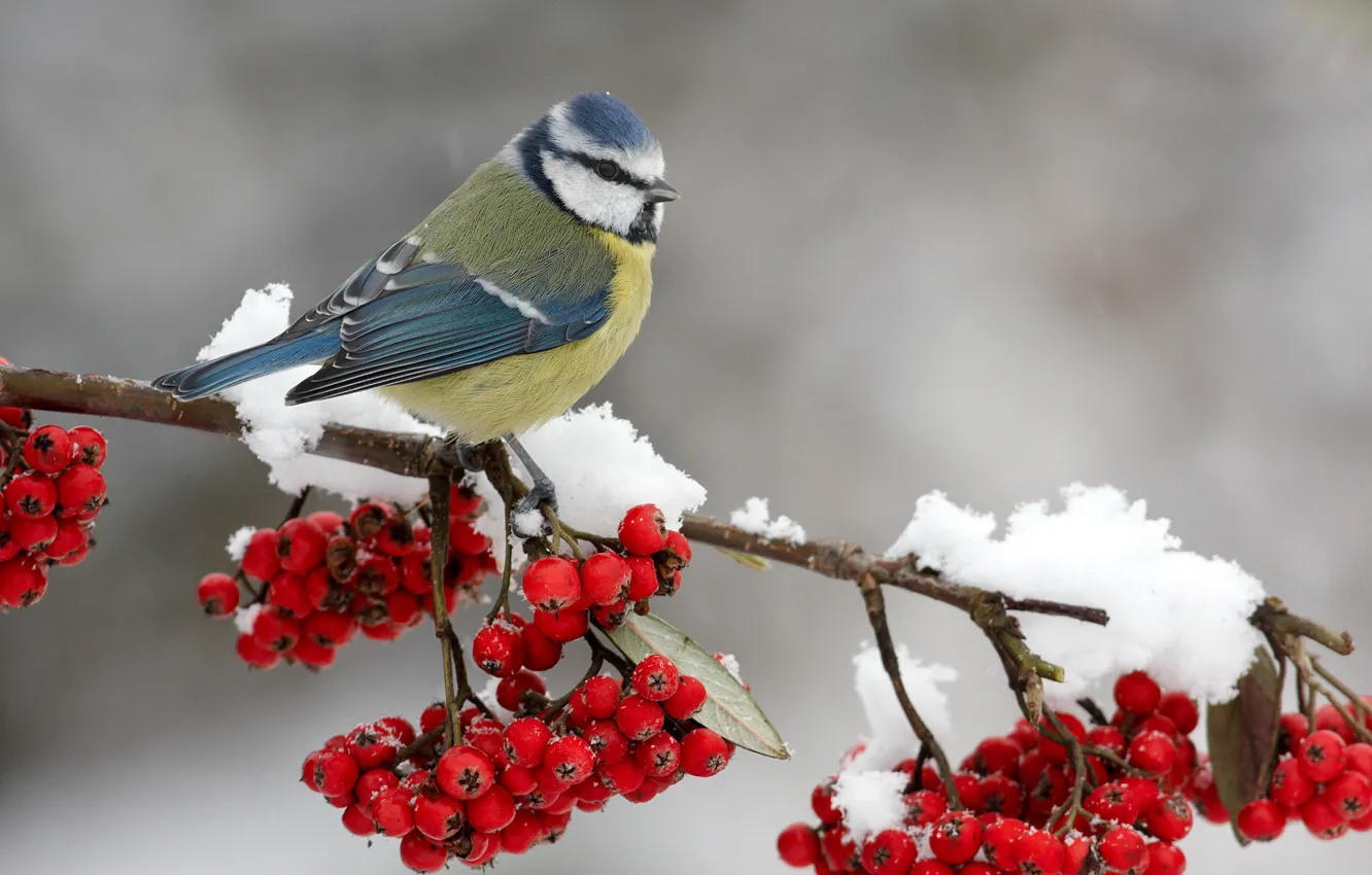 Фото обои снег, ягоды, птичка, на ветке, рябина, синичка