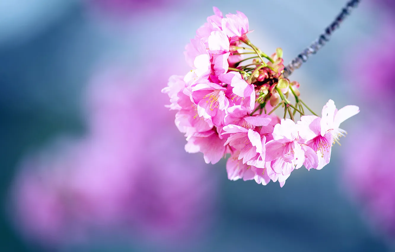 Фото обои цветы, ветка, весна, сакура, цветение