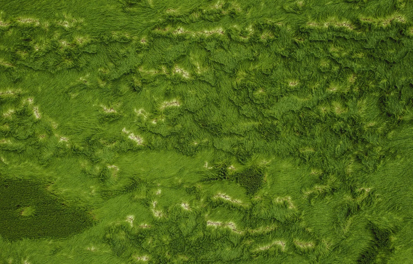 Фото обои зелень, трава, grass, вид сверху, greenery, view from above