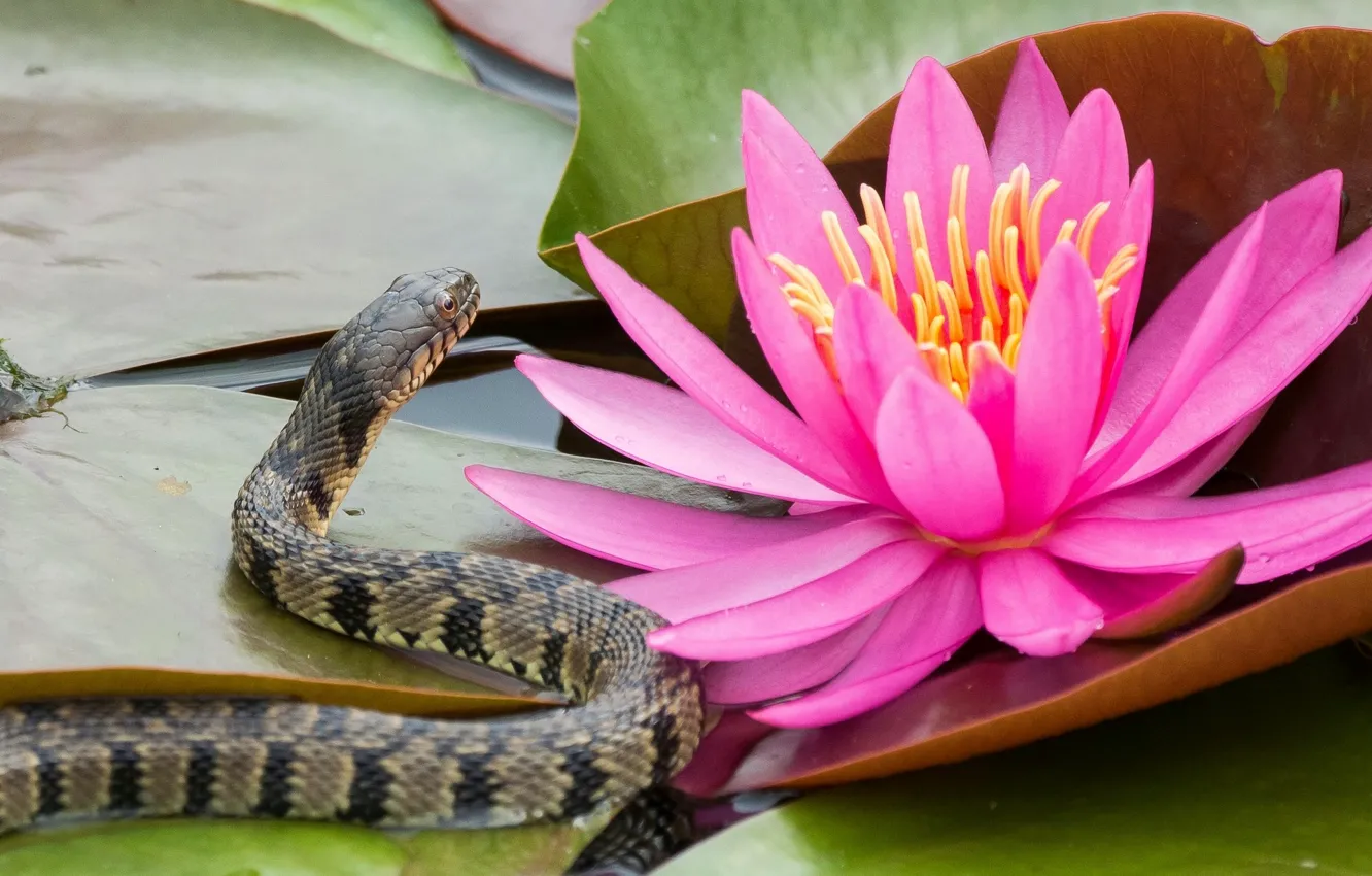 Фото обои цветок, листья, змея, кувшинка, нимфея, водяная лилия