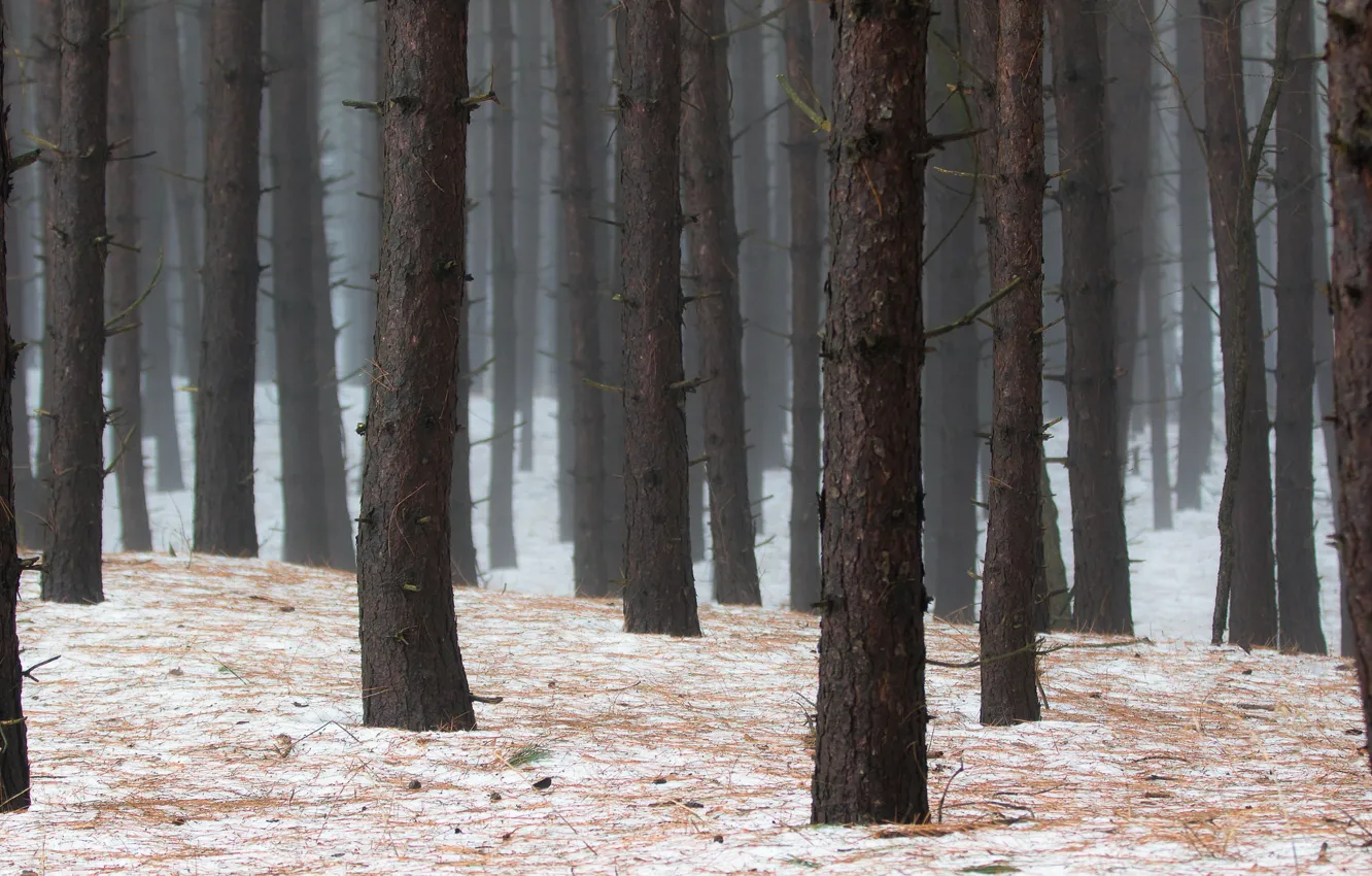 Фото обои зима, лес, деревья