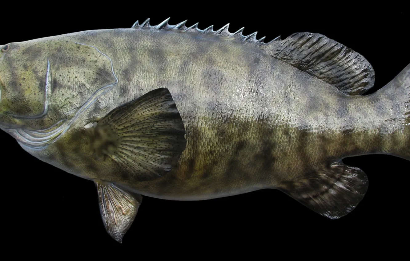 Фото обои GOLIATH, GROUPER, FISH