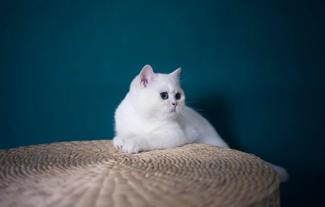 Фото обои кошка, белый, кот, взгляд, природа, поза, стена, лежит