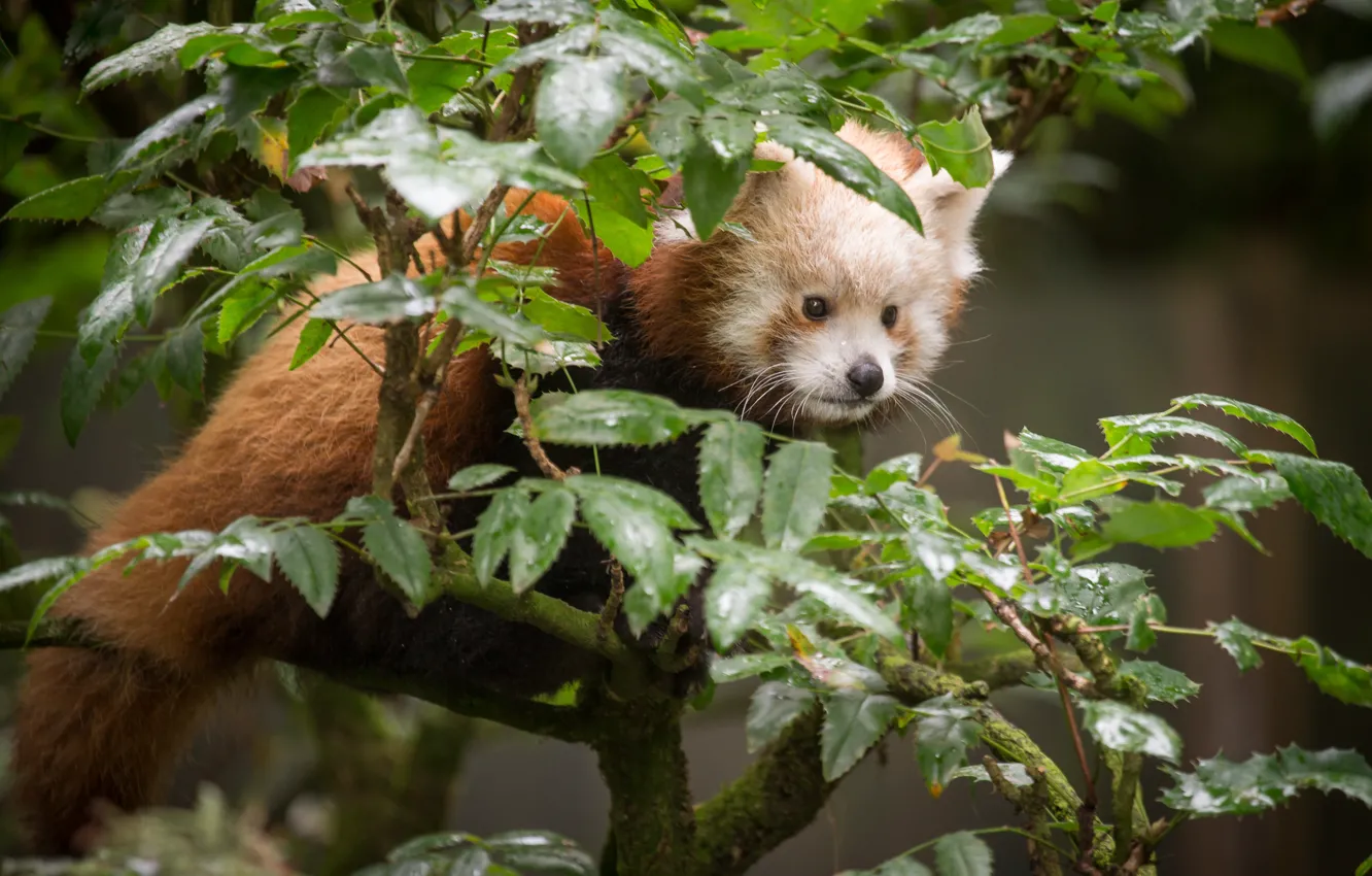 Фото обои листья, ветки, красная панда, firefox, малая панда