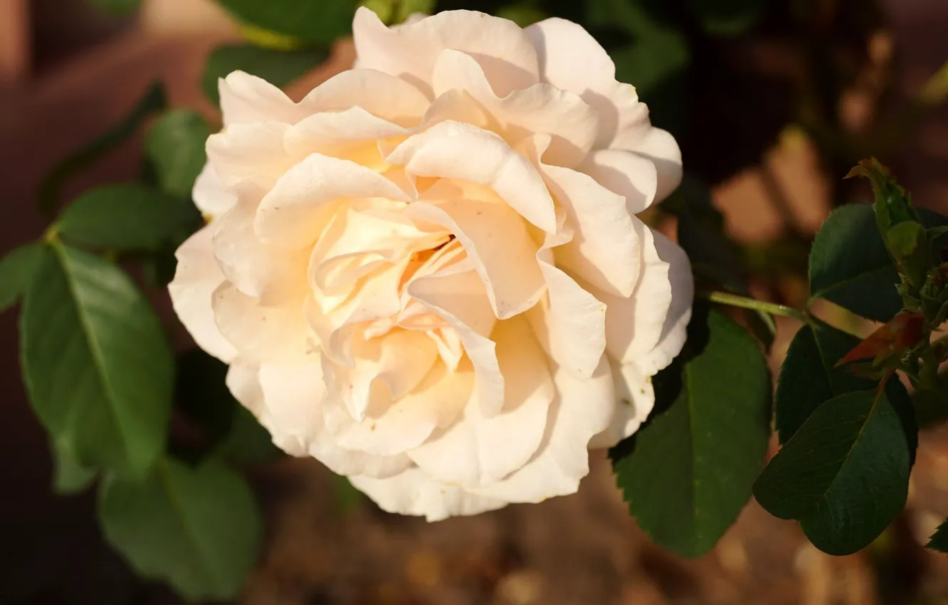 Фото обои розы, кремовый, пышная