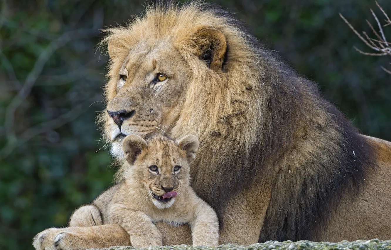 Фото обои кошки, лев, львёнок, пара ©Tambako The Jaguar