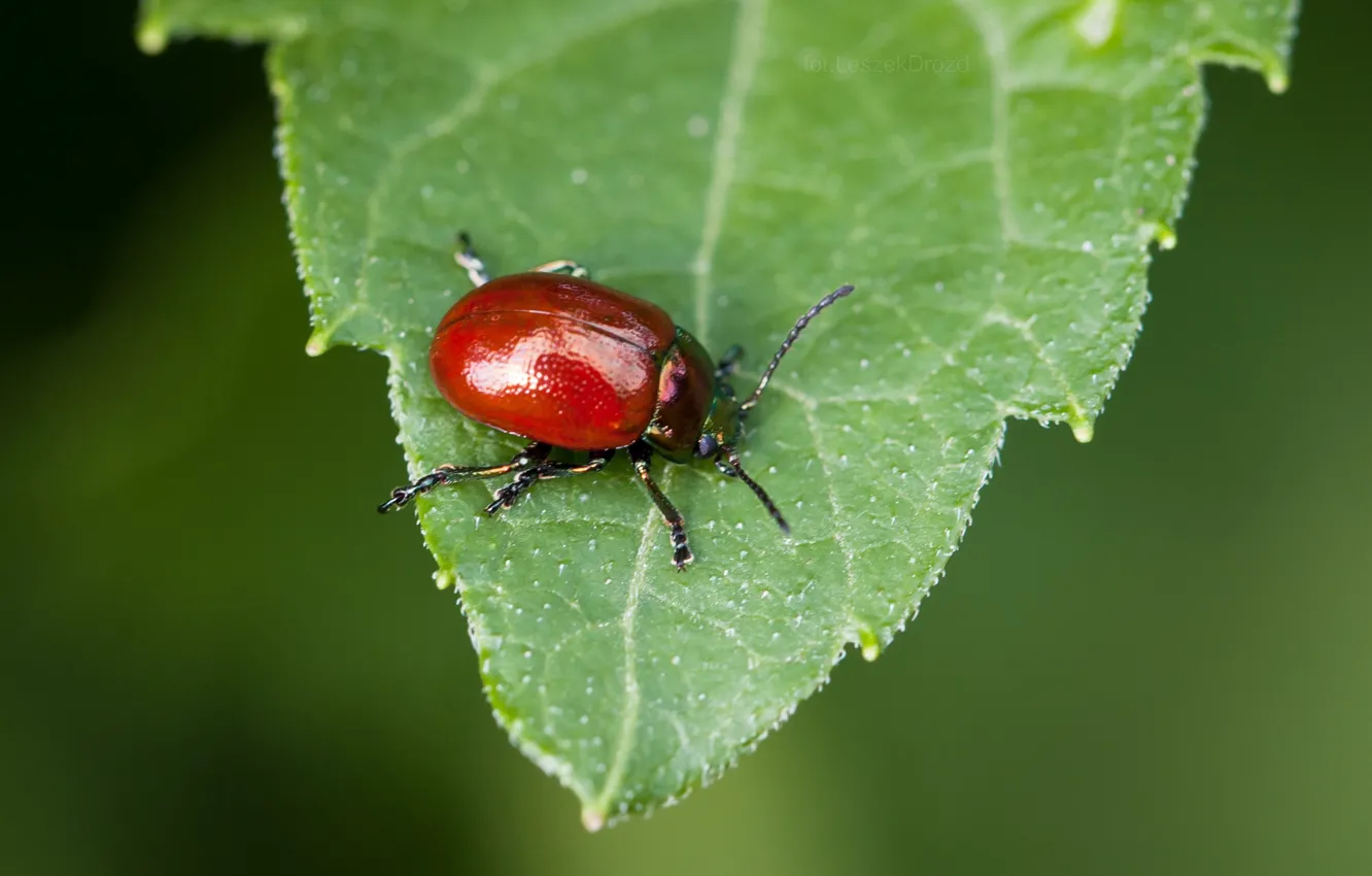 Фото обои nature, beetle, macro, bokeh, leaf, worm