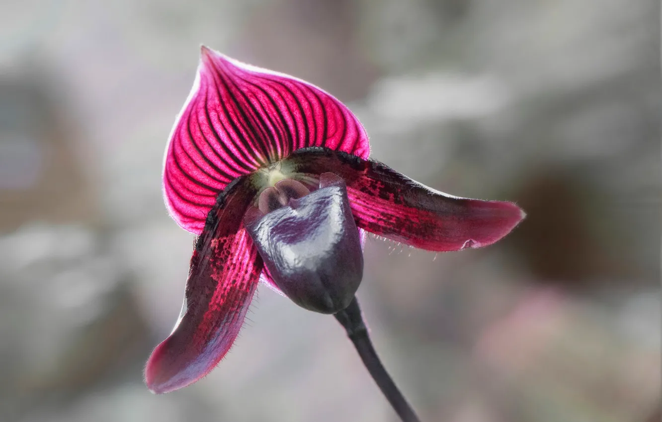Фото обои макро, лепестки, орхидея