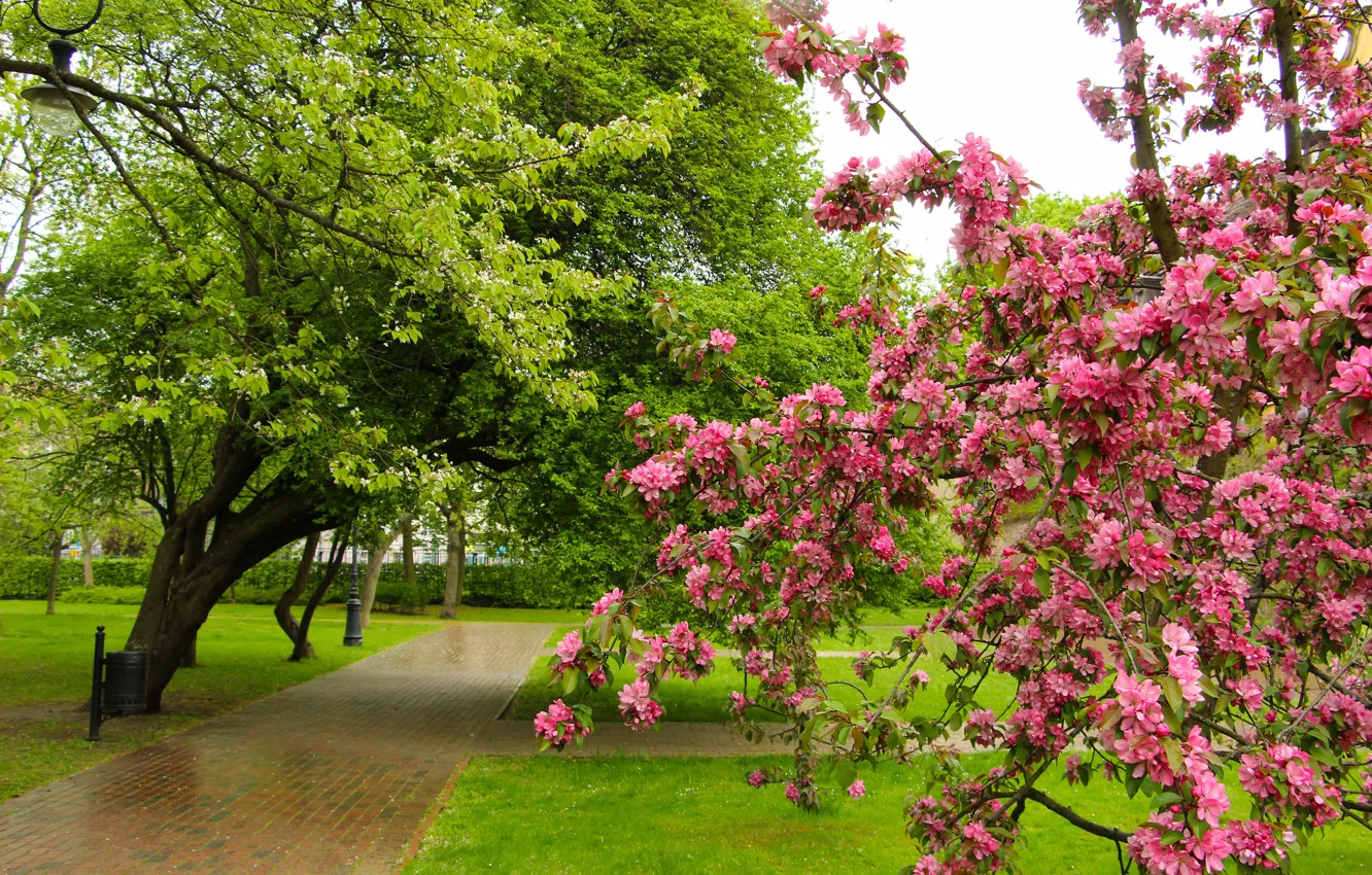 Фото обои park, tree, spring, blooming