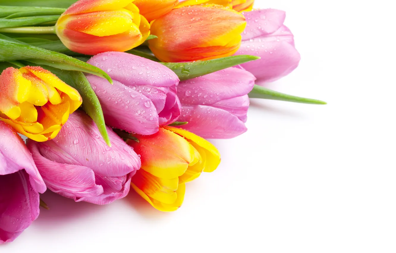 Фото обои цветы, букет, colorful, тюльпаны, pink, flowers, tulips, spring