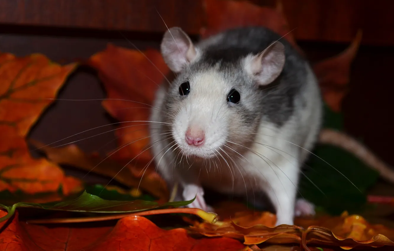 Фото обои усы, взгляд, листья, темный фон, портрет, мышь, мышка, мордочка