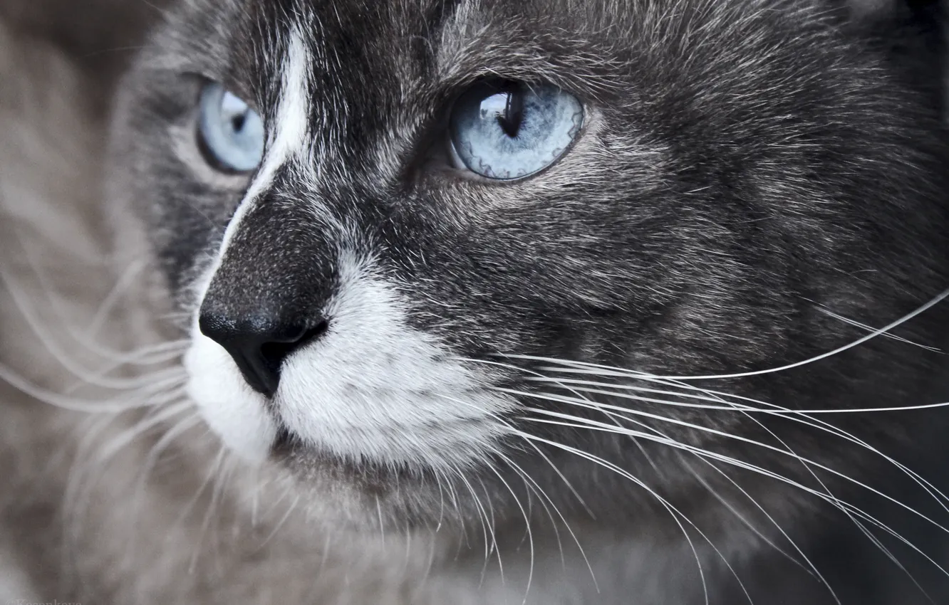 Фото обои кот, усы, нос, голубые глаза, красавец