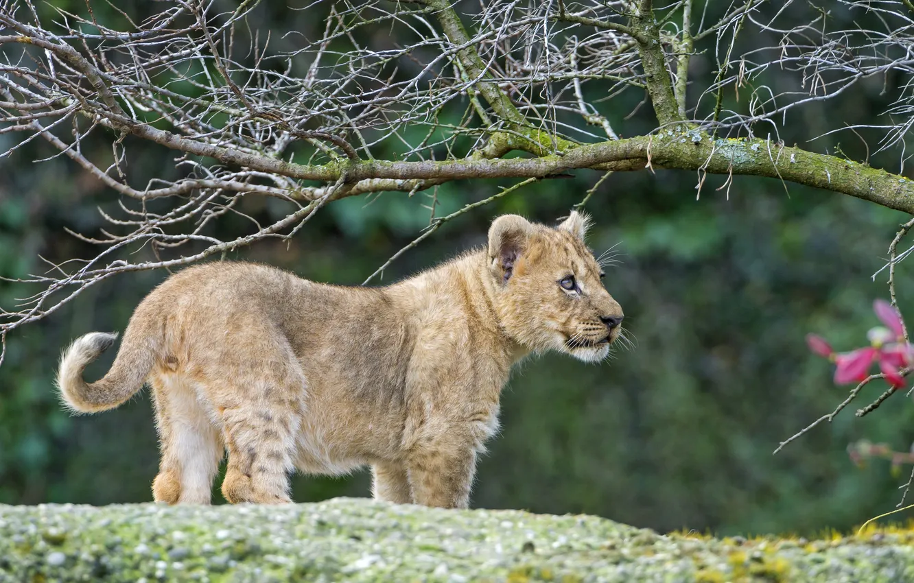 Фото обои кошка, ветки, детёныш, котёнок, львёнок, ©Tambako The Jaguar