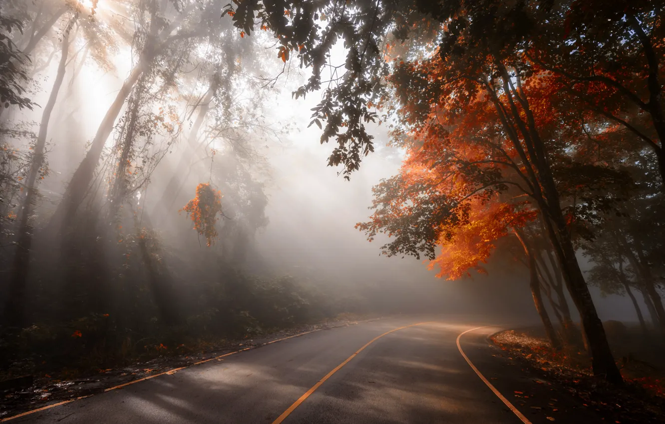 Фото обои дорога, осень, листья, деревья, парк, road, nature, park