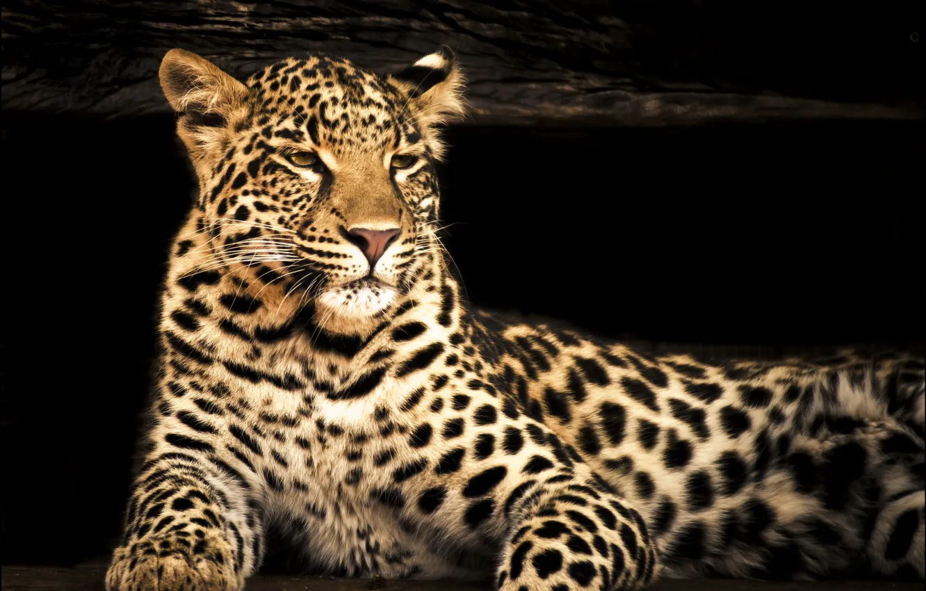Фото обои взгляд, морда, фотошоп, хищник, размытость, леопард