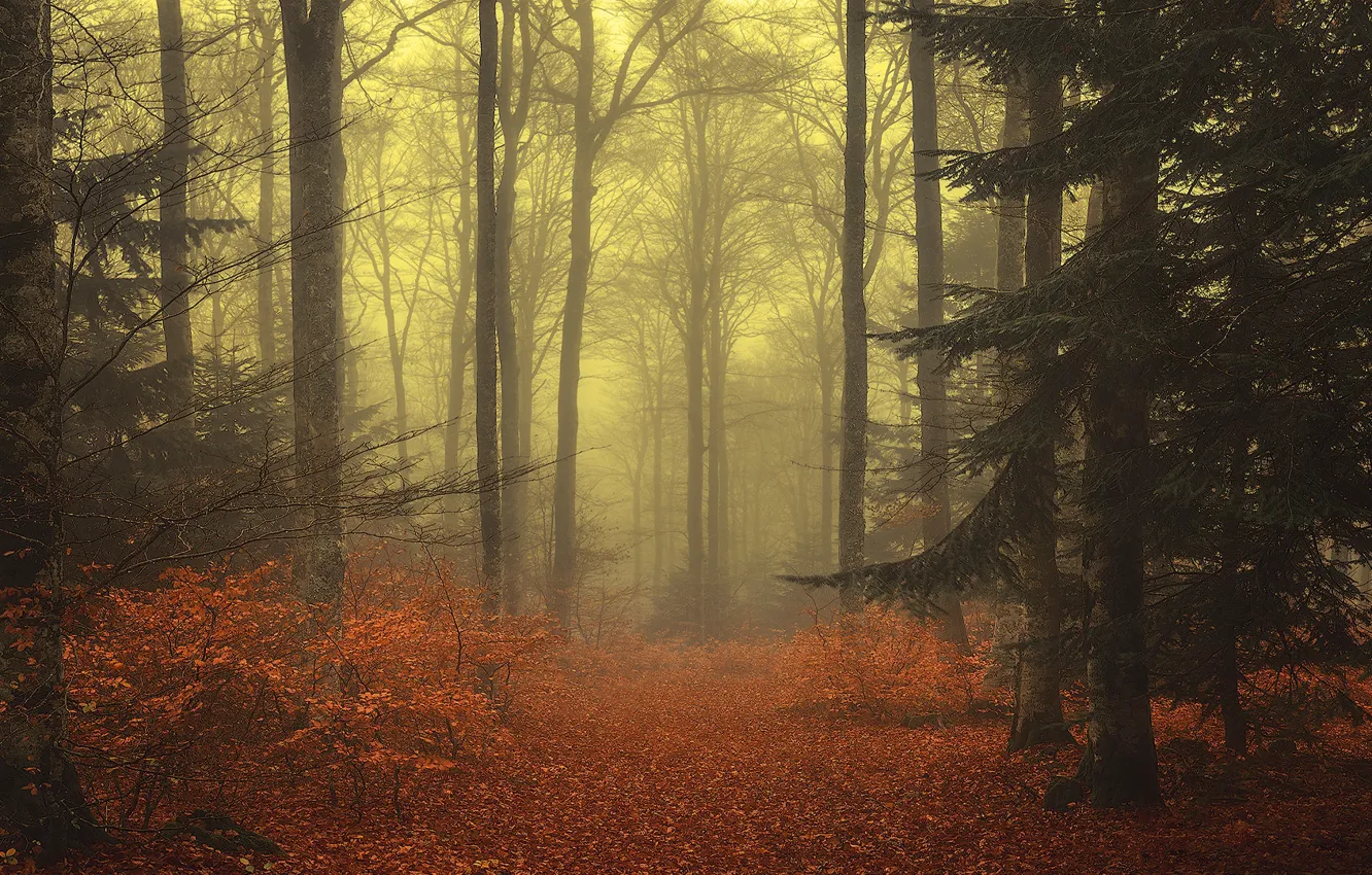 Фото обои осень, лес, листья, деревья, ветки, туман, листва, ели