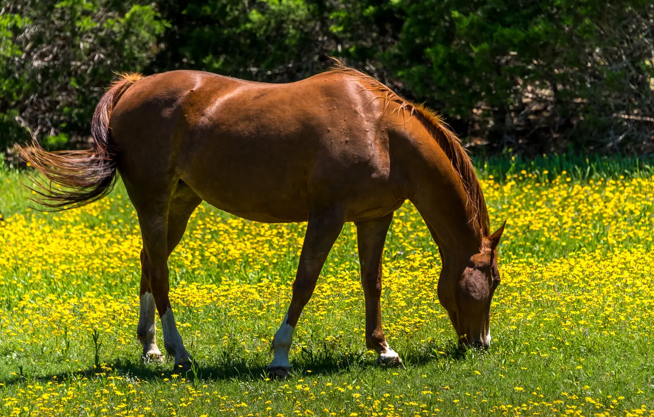 Фото обои зелень, лето, трава, солнце, цветы, лошадь, желтые, одуванчики