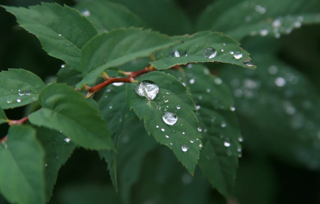 Фото обои вода, капли, макро, природа, дождь, растение, утро