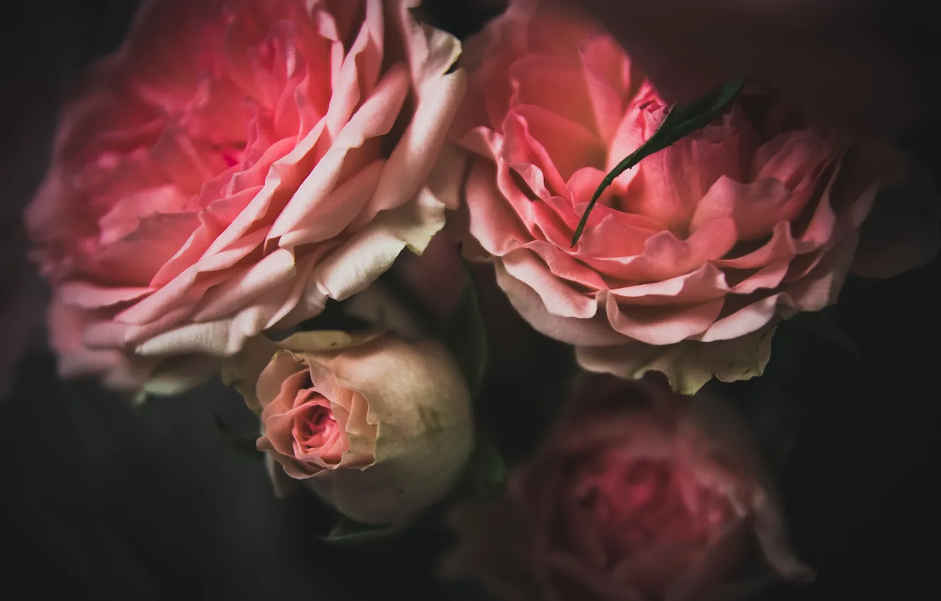 Фото обои макро, цветы, природа, фон, роза, минимализм, rose, minimalism