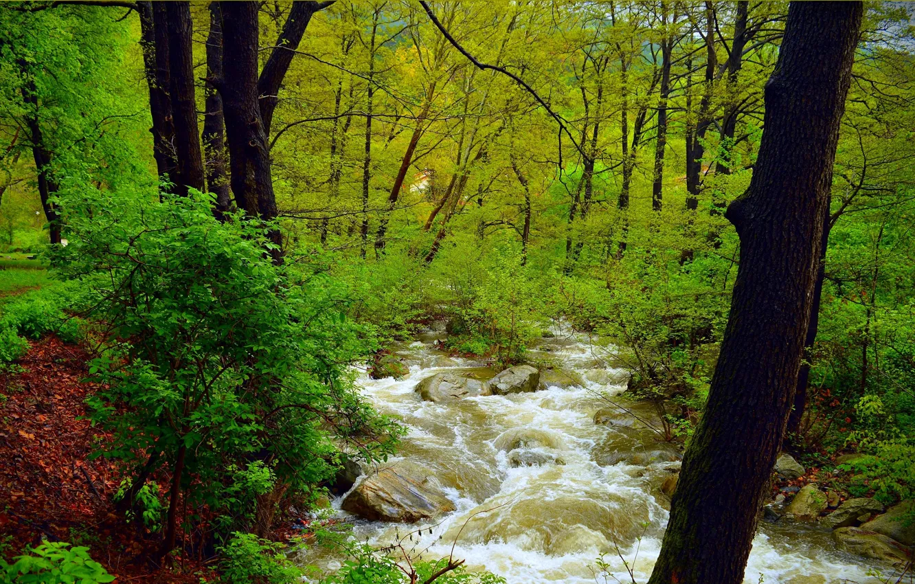 Фото обои Зелень, Природа, Поток, Весна, Деревья, Река, Лес, Камни