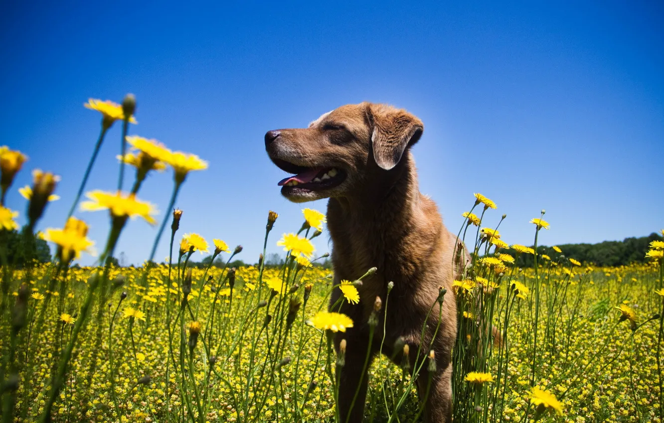 Фото обои лето, цветы, собака