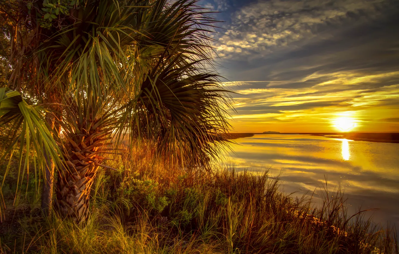 Фото обои трава, закат, пальма, река, берег