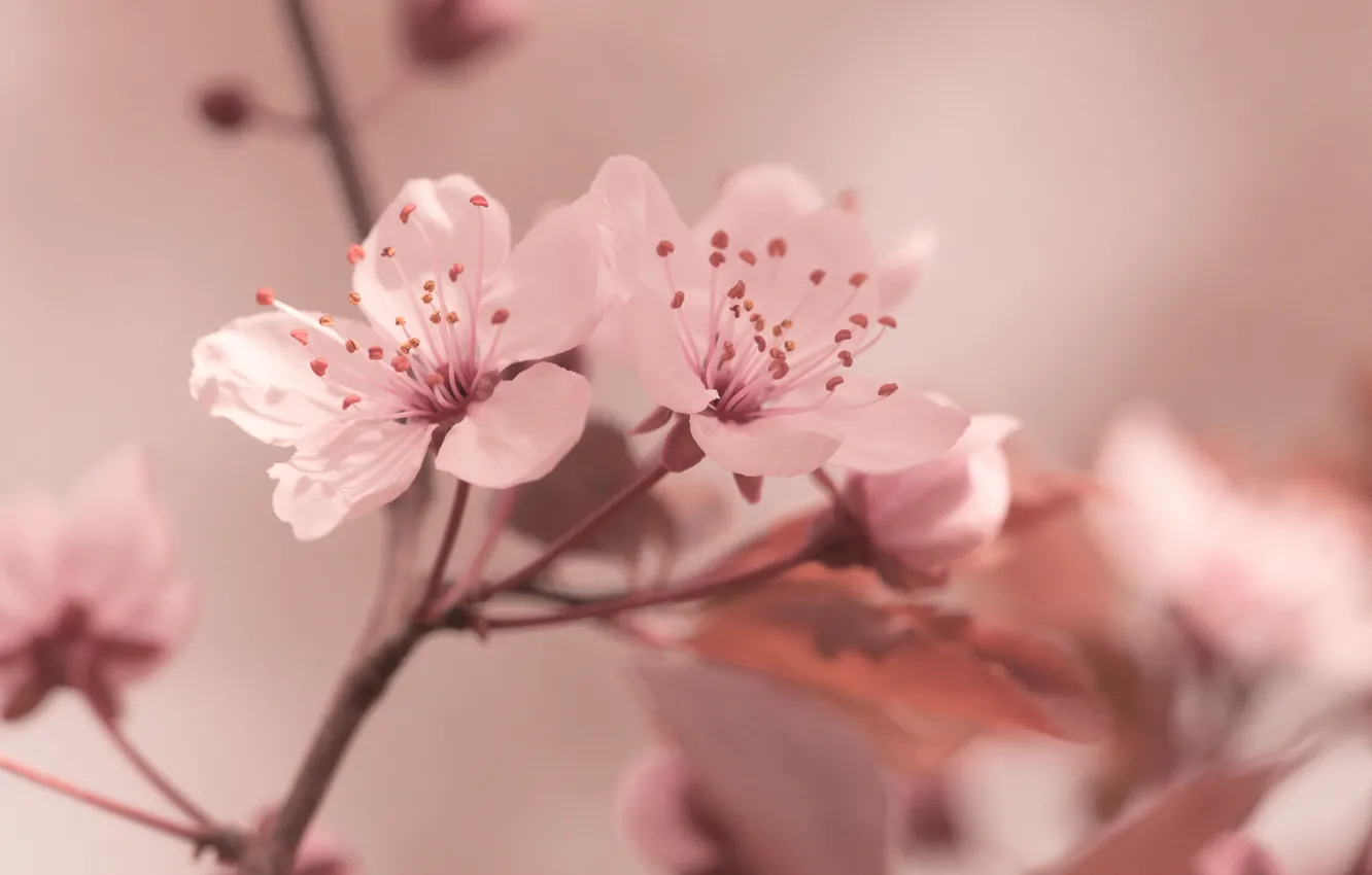 Фото обои макро, цветы, весна, сакура, розовое