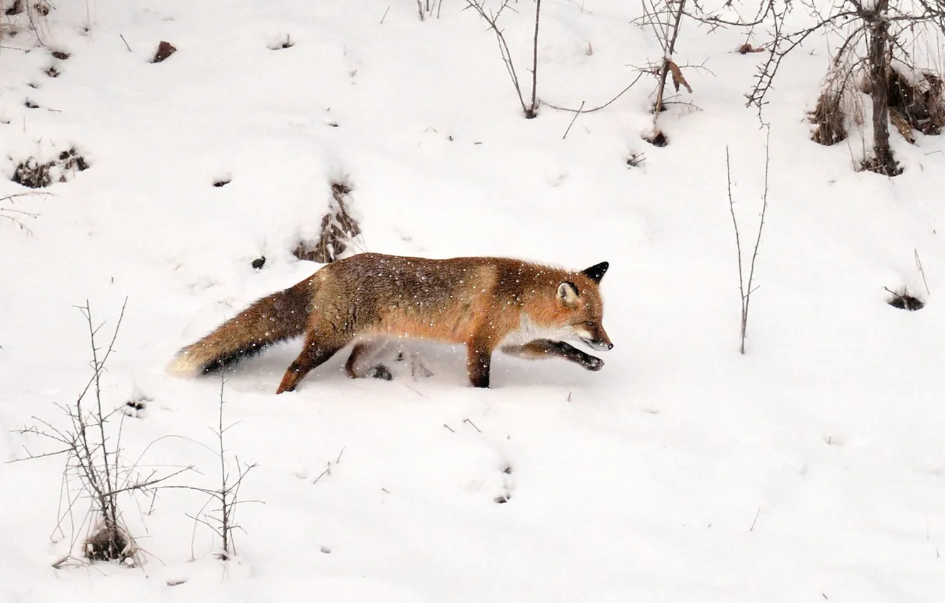 Фото обои fox, winter, tracking, wildlife, snowing, hunting