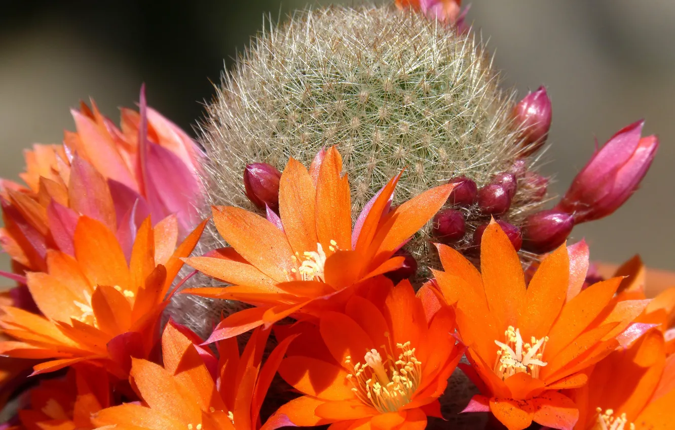 Фото обои кактус, колючки, оранжевые цветы, свет и тень, картинка макро, розовые бутоны
