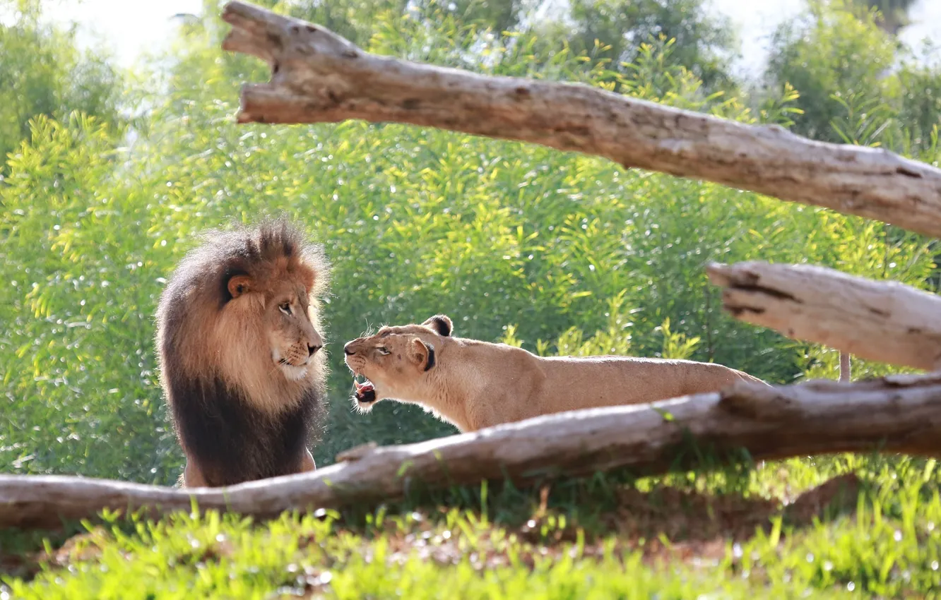 Фото обои морда, хищники, лев, семья, пара, грива, дикие кошки, львы