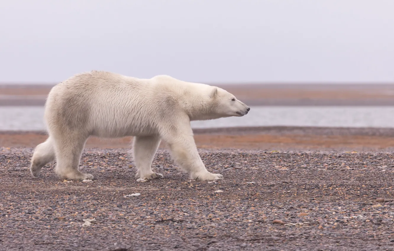 Фото обои Аляска, Полярный медведь, Белый медведь