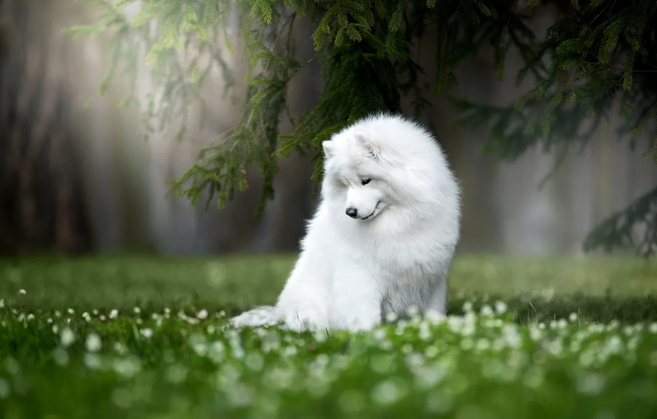 Фото обои природа, собака, Самоед, Самоедская лайка