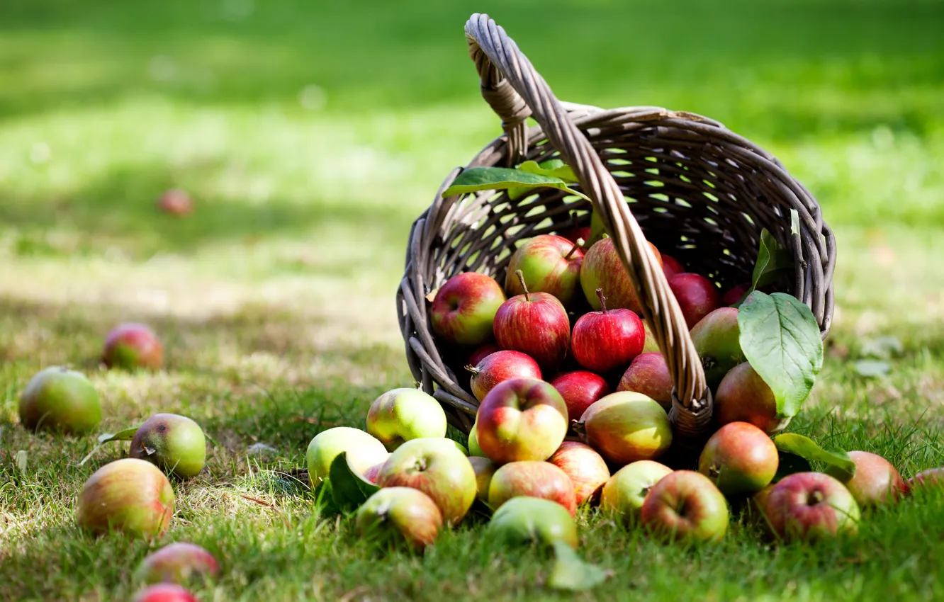 Фото обои корзина, яблоки, травка, листики