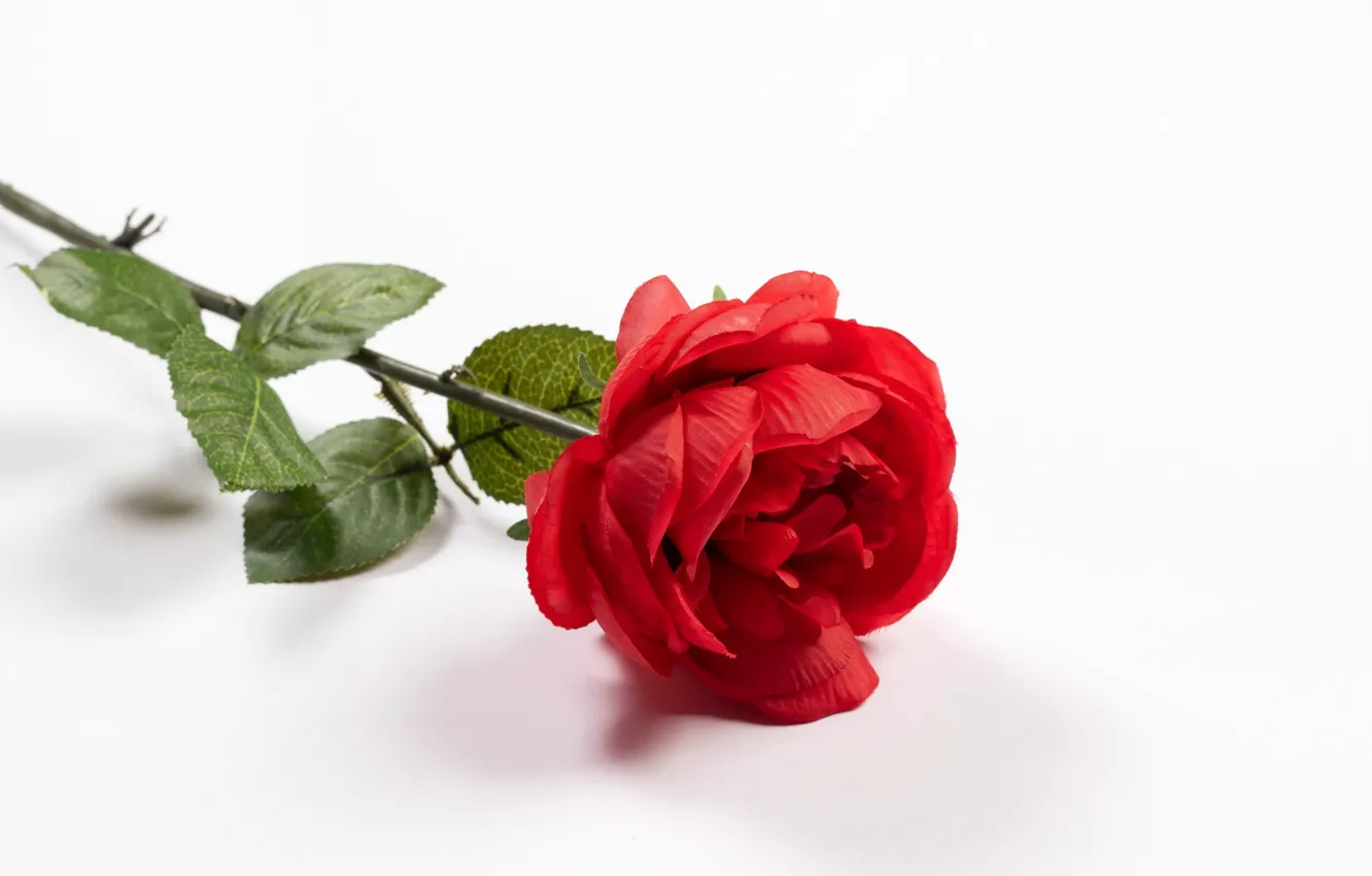 Фото обои цветок, роза, белый фон
