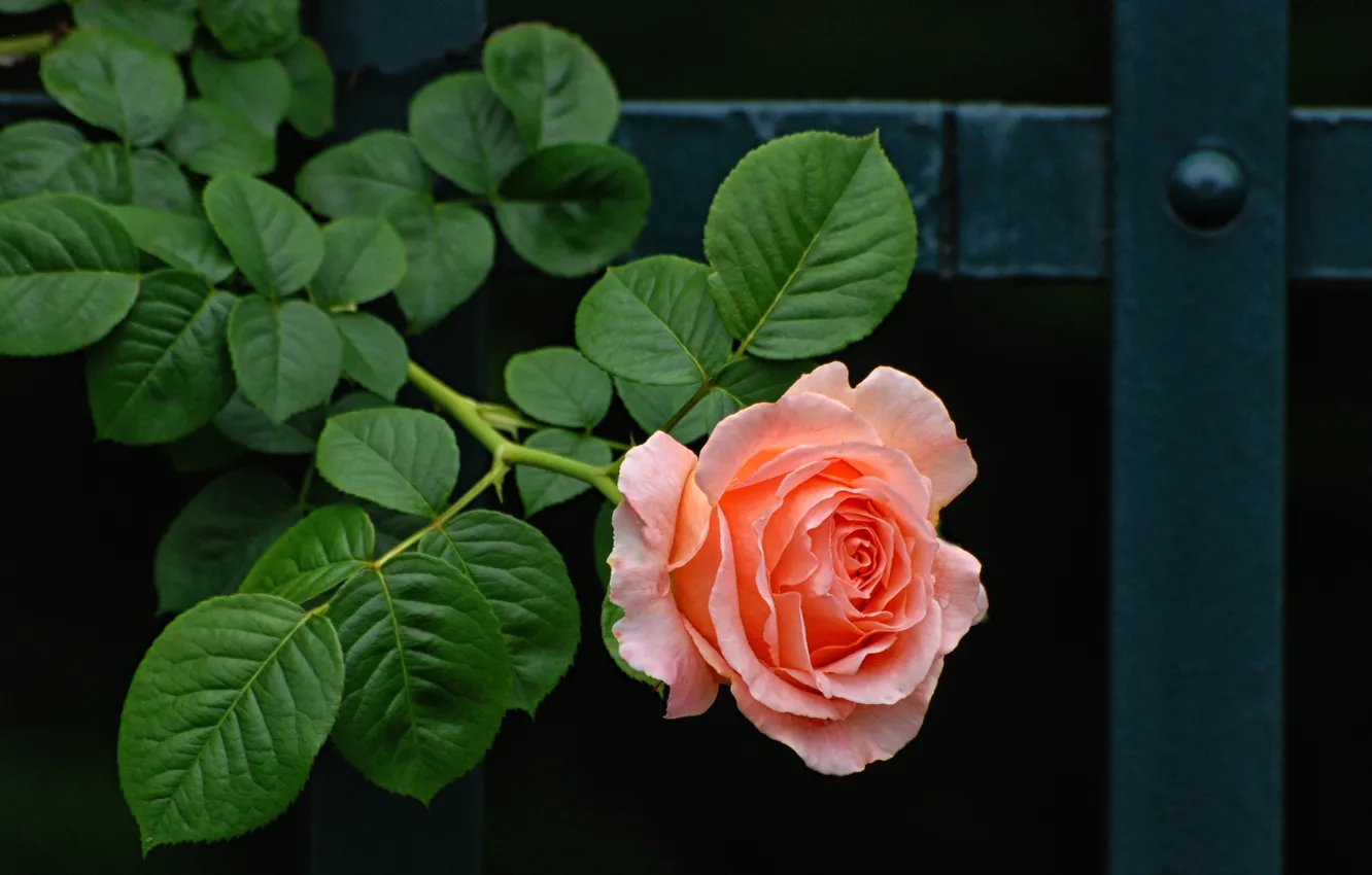 Фото обои цветок, листья, металл, темный фон, розовая, забор, роза, ветка