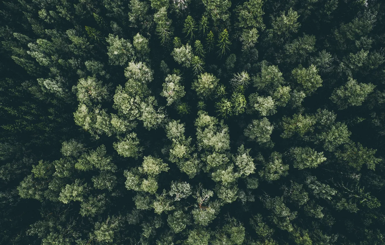 Фото обои лес, деревья, вид сверху, макушки