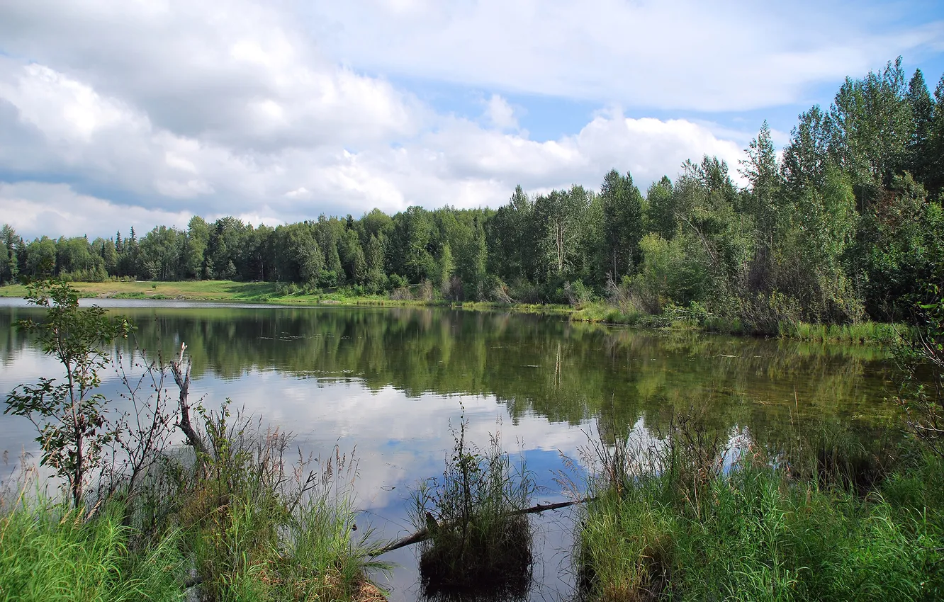 Фото обои лес, небо, облака, деревья, пейзаж, озеро, Alaska