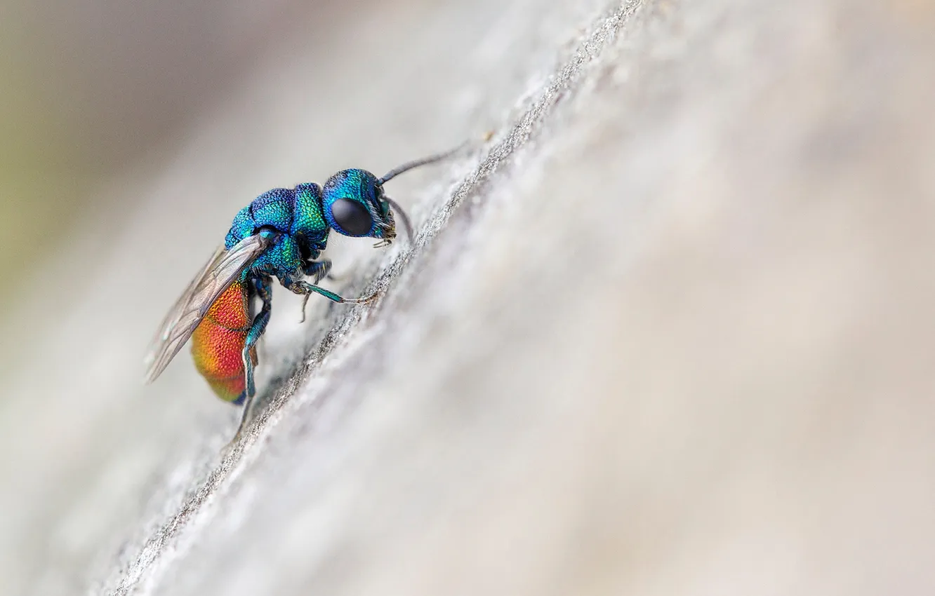 Фото обои macro, fly, insect