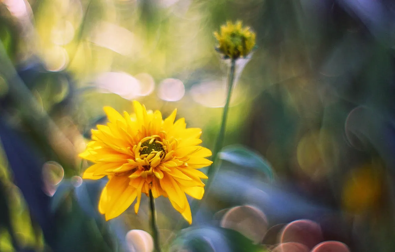 Фото обои цветок, желтый, блики, фон, размытость