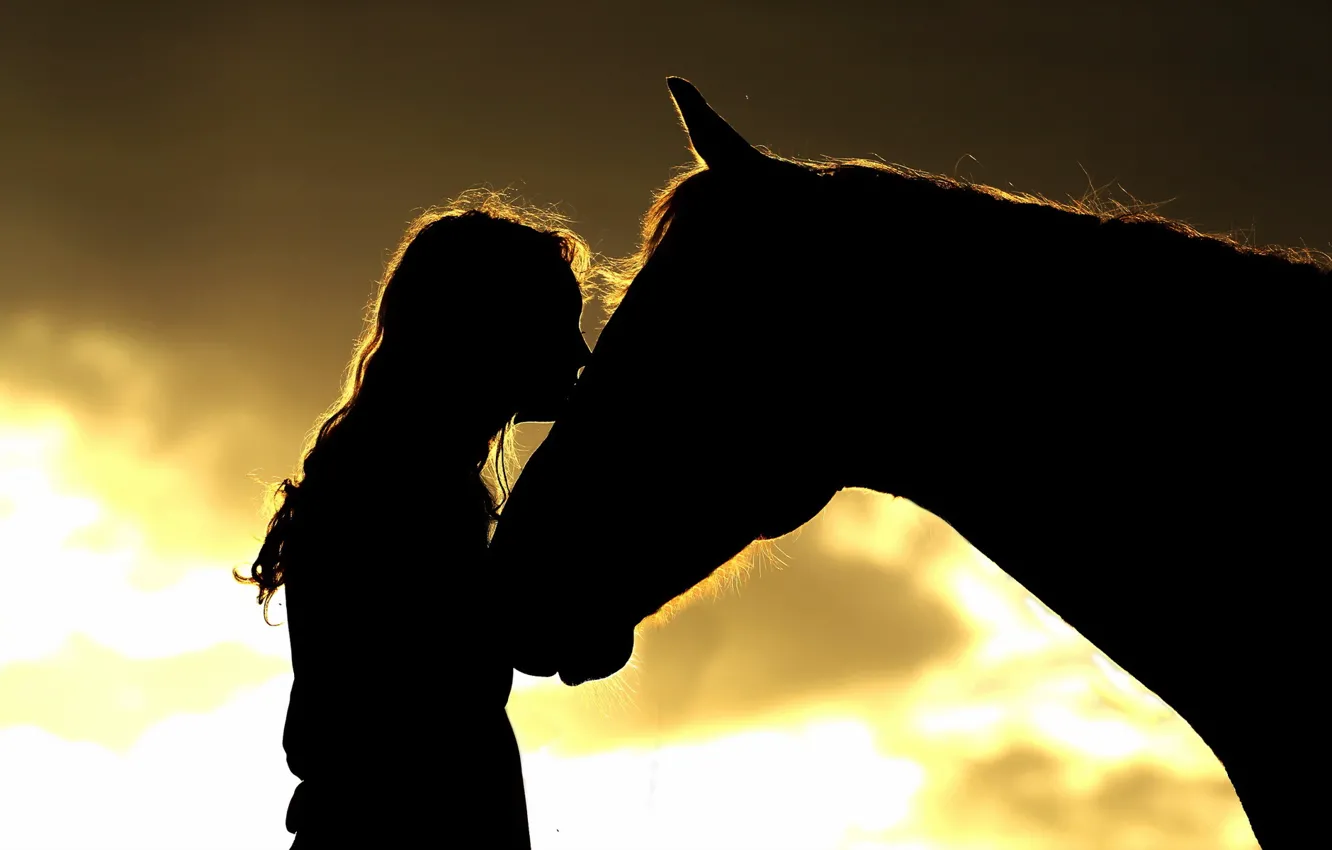 Фото обои девушка, конь, силуэты