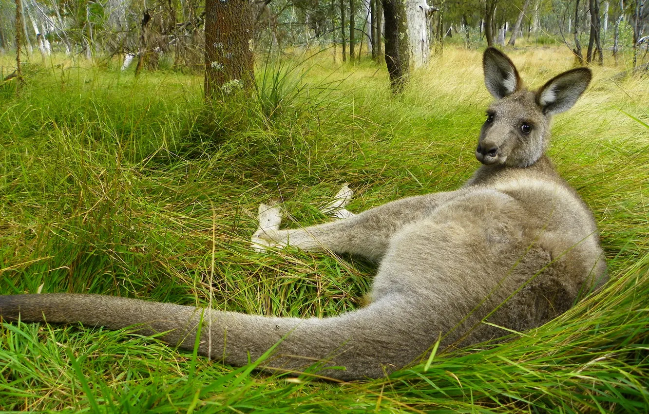 Фото обои трава, взгляд, поза, Австралия, кенгуру, лежит