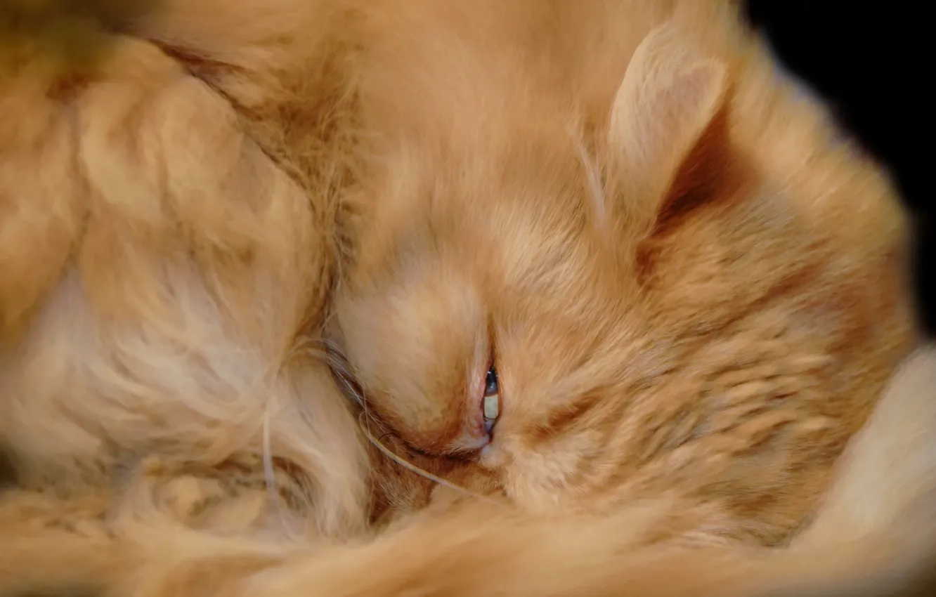 Фото обои кошка, взгляд, фон