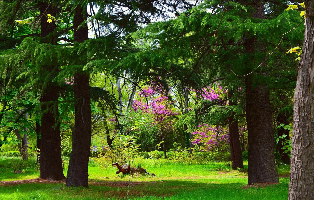 Фото обои Природа, Весна, Парк, Nature, Park, Spring, Colors, Trees