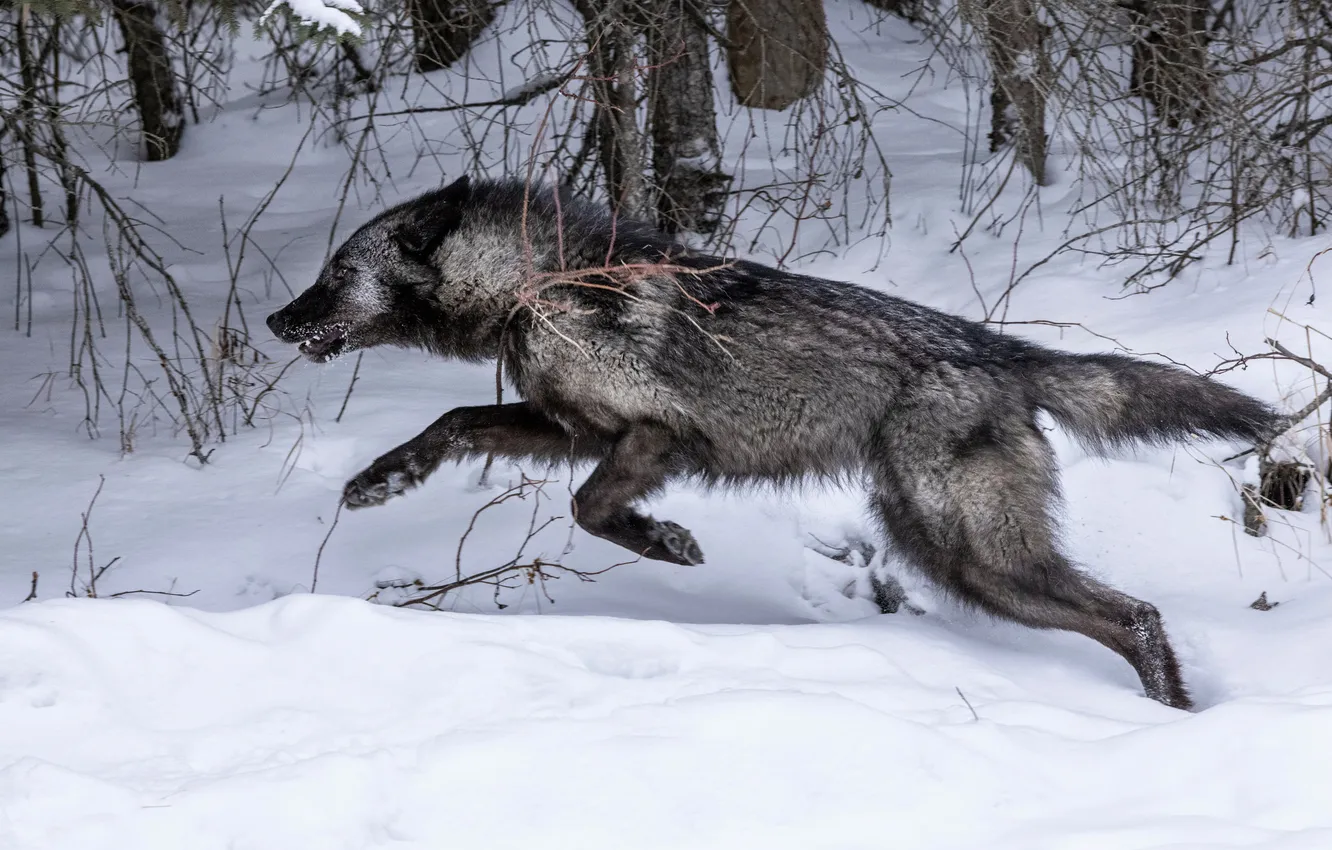 Фото обои nature, face, animal, wolf, wildlife, head, fur, mammal