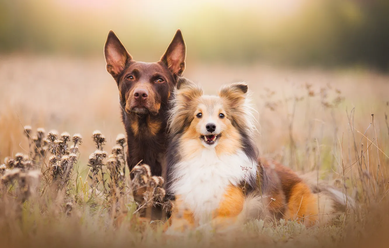 Фото обои поле, собаки, свет, природа, пара, щенок, обои от lolita777, друганы
