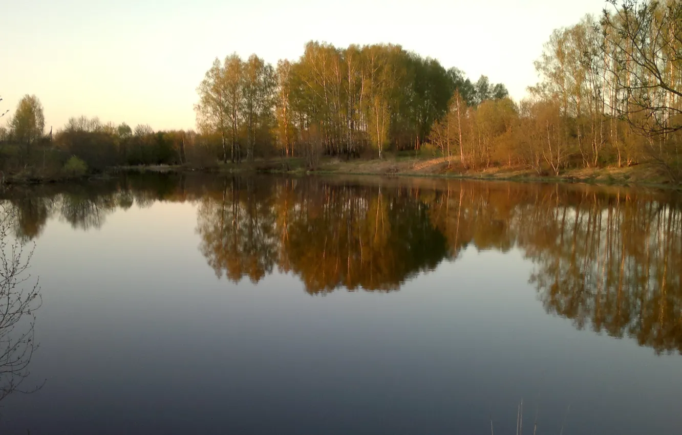 Фото обои озеро, берёзы, роща