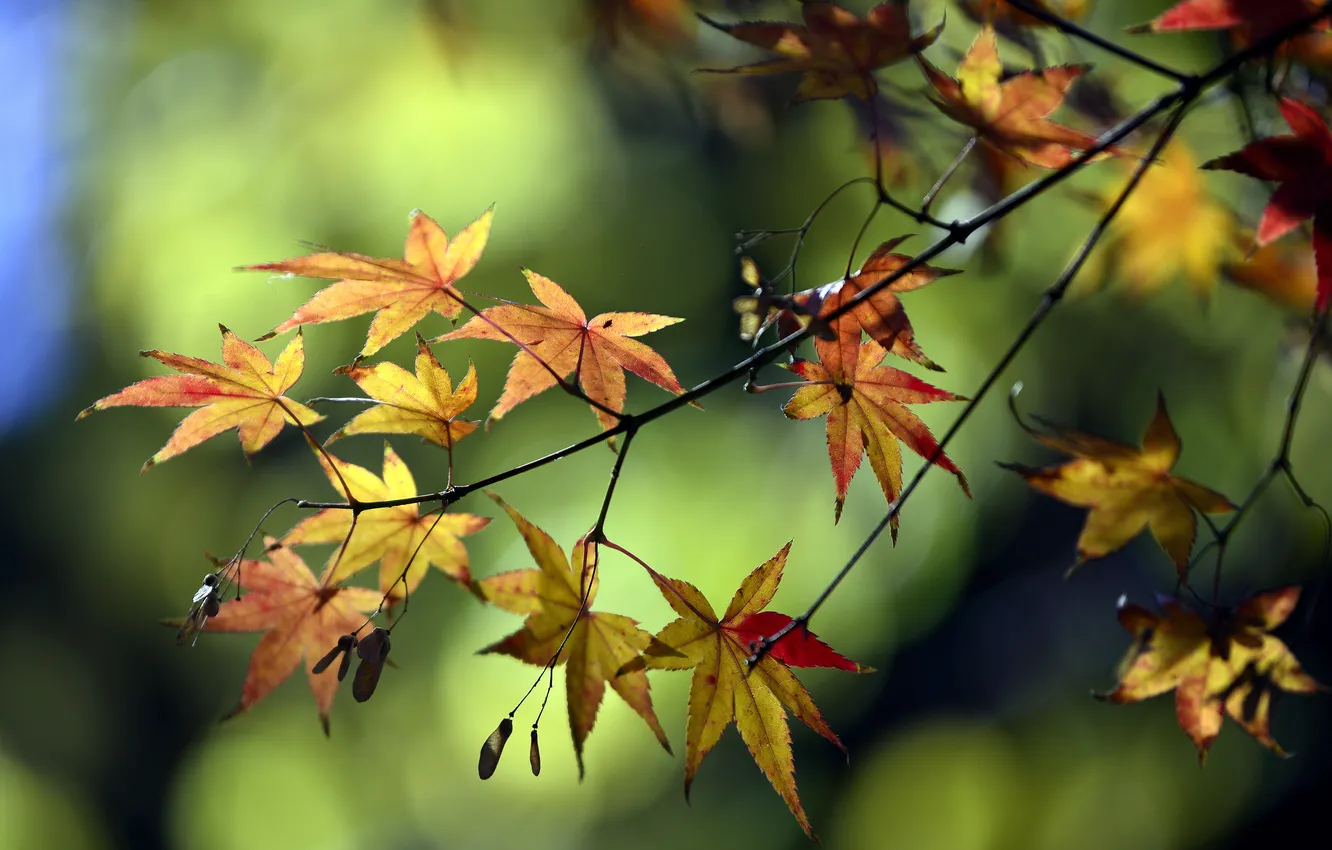 Фото обои зелень, осень, листья, ветка