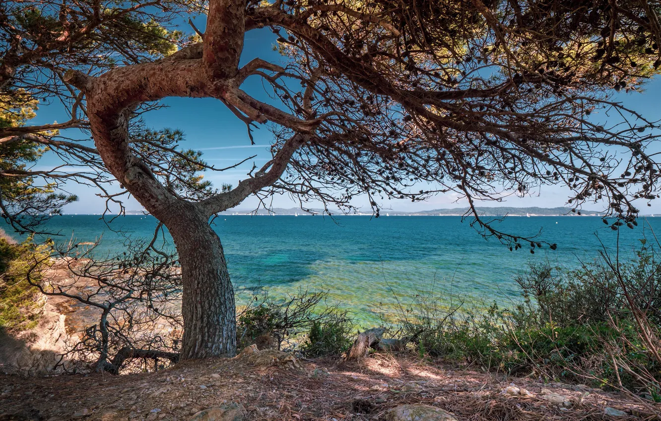 Фото обои море, ветки, дерево, берег, сосна