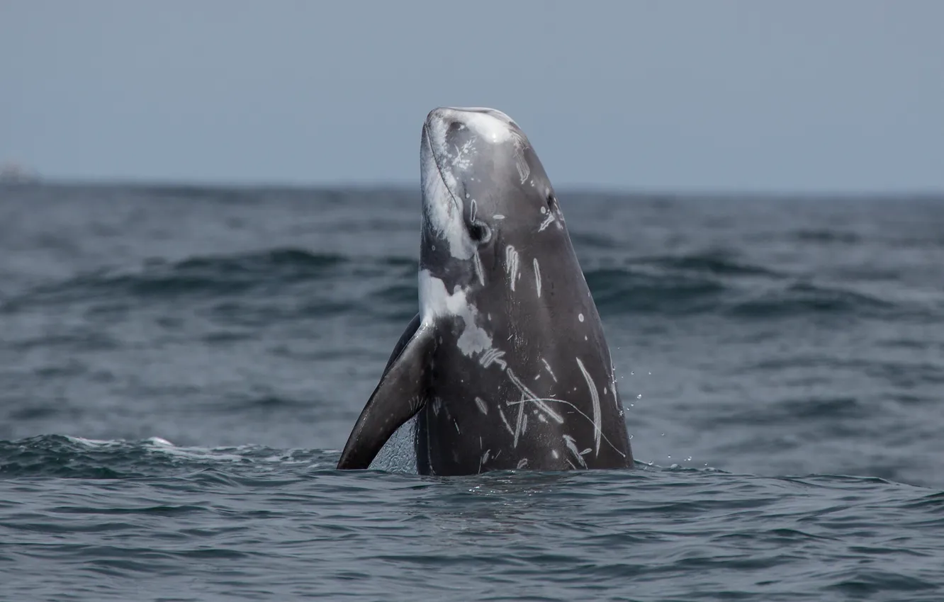 Фото обои waves, ocean, dolphin