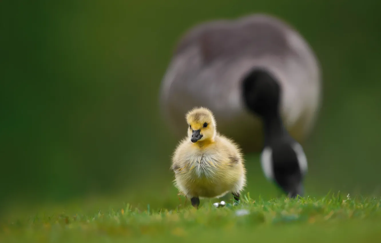 Фото обои трава, птица, малыш, прогулка, птенец, гусь, боке, гусёнок